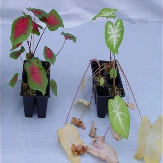 thumbnail for publication: Resistance of Nineteen Major Caladium Commercial Cultivars to Pythium Root Rot